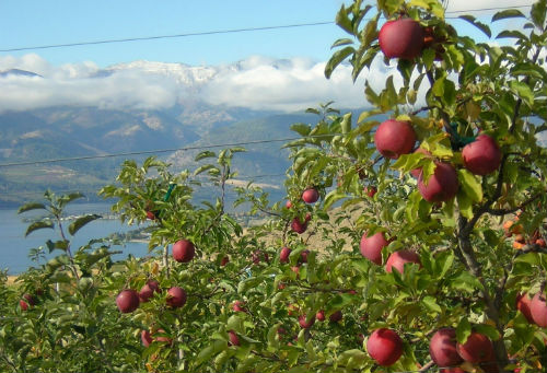 apples-in-tree-orchard-fruits